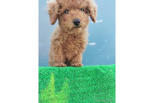 成約済の兵庫県のトイプードル-172878の3枚目